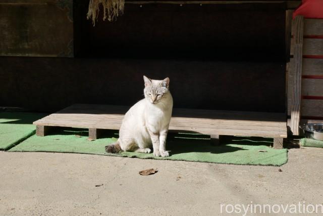 縣主神社８　白い猫