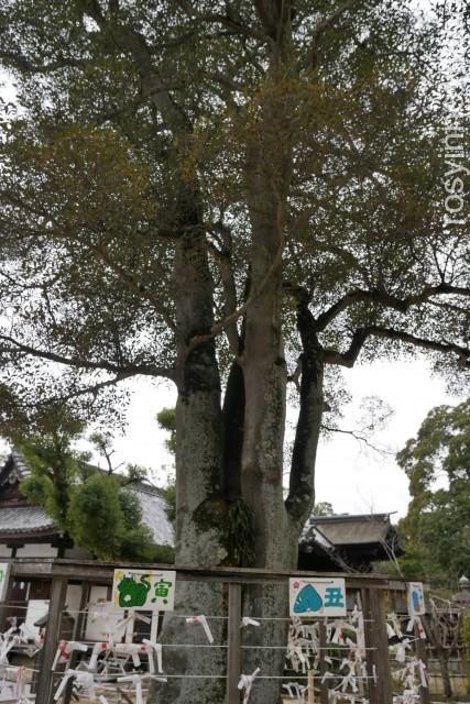阿智神社１１　縁結びの木